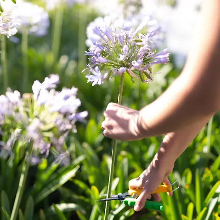 Ida Costa - Special Category