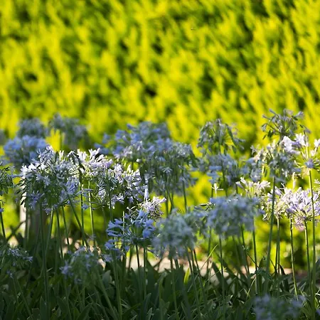 Otel Ida Costa - Special Category