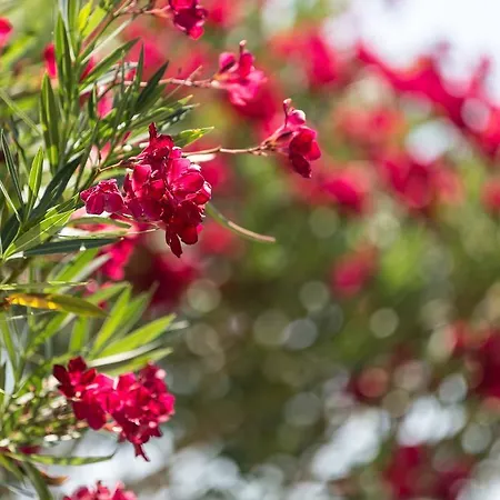 Ida Costa - Special Category 3*