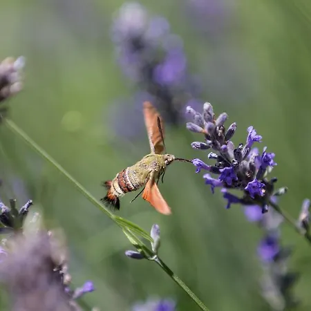 Ida Costa - Special Category 3* Behram