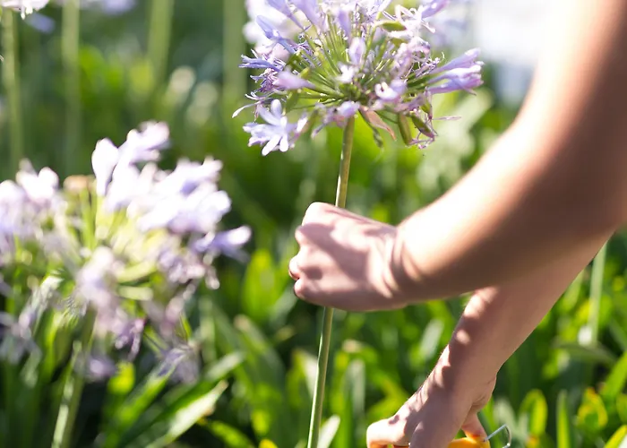 Ida Costa - Special Category