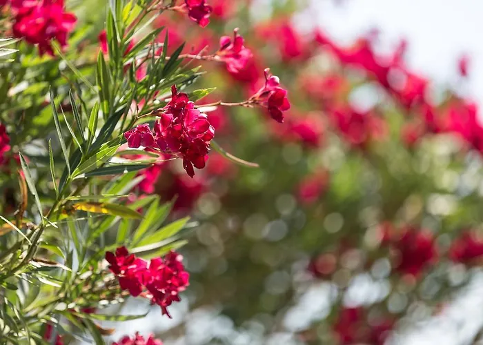 Ida Costa - Special Category 3*