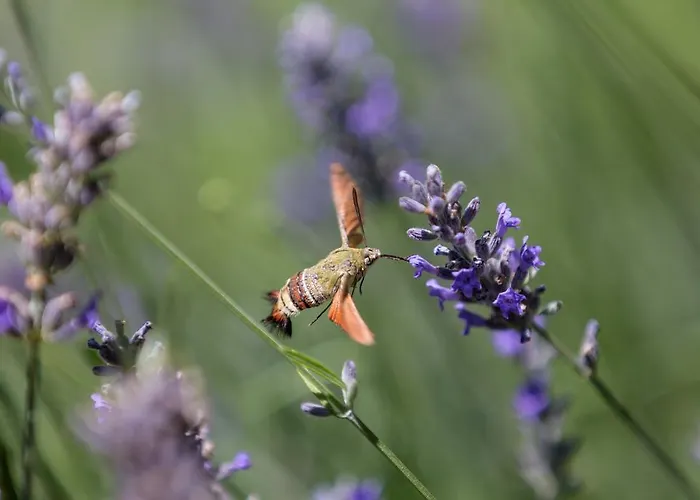 Ida Costa - Special Category 3* Assos